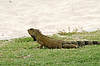 Iguana