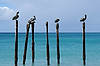 Pelicans