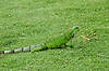 Iguana
