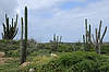 Desert at Chapel of Alto Vista