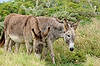 Wild Donkeys at Chapel of Alto Vista