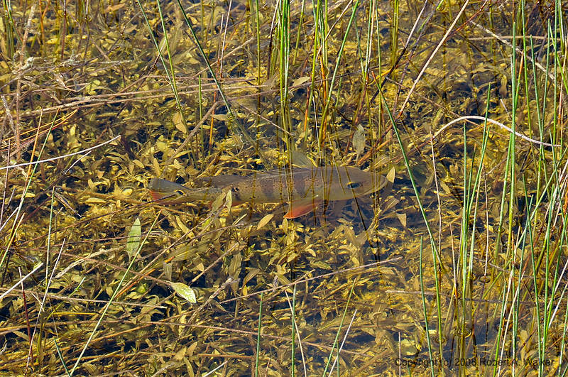 DSC_0558.jpg