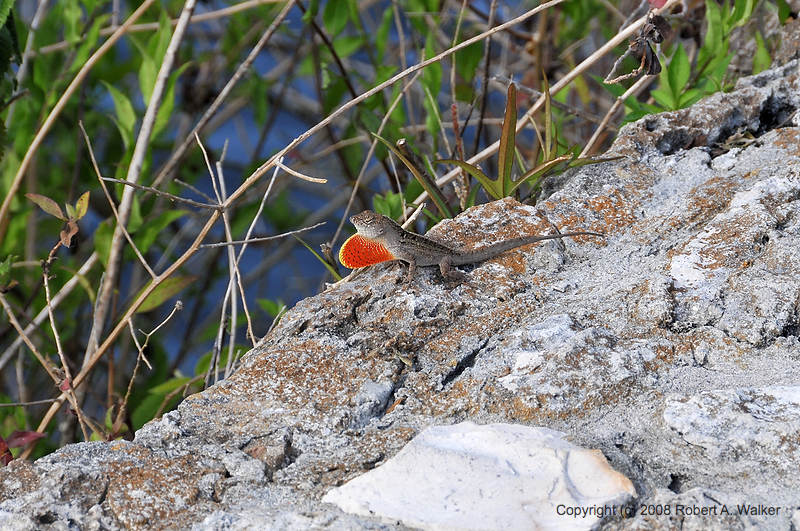 DSC_0715.jpg
