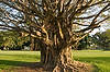 Banyan Tree in Granada Golf Course