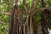 Banyan Tree at Bayside Marketplace