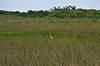 Great Egret (Along Anhinga Trail)