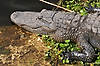 Alligator (Along Anhinga Trail)