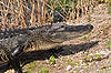 Alligator (Along Anhinga Trail)