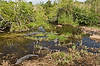 Alligators (Along Anhinga Trail)