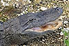 Alligator (Along Anhinga Trail)