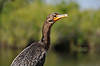 Double-Crested Cormorant (Along Anhinga Trail)