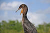 Double-Crested Cormorant (Along Anhinga Trail)