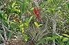 Flowering Tillandsia (Along Anhinga Trail)