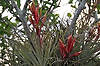 Flowering Tillandsia (Along Anhinga Trail)
