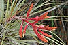 Flowering Tillandsia (Along Anhinga Trail)
