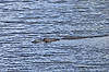 Alligator (Along Anhinga Trail)