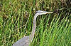 Great Blue Heron (Along Anhinga Trail)