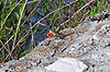 Brown Anole (Along Anhinga Trail)