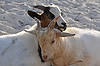 Goats at "Robert Is Here" Fruit Stand