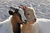 Goats at "Robert Is Here" Fruit Stand