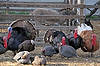 Turkeys at "Robert Is Here" Fruit Stand