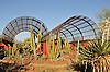 Desert Botanical Garden