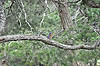 Bluebird? (Near Maswik Lodge)