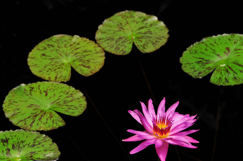 DSC_8063.jpg