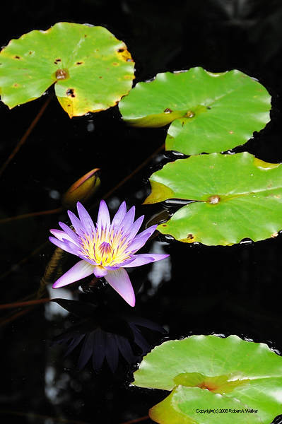 DSC_8066.jpg
