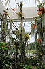 Orchid Conservatory