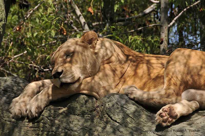 DSC_0286.jpg