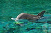 Dolphin Habitat at Mirage