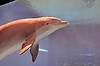 Dolphin Habitat at Mirage