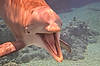Dolphin Habitat at Mirage