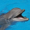 Dolphin Habitat at Mirage