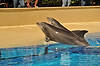 Dolphin Habitat at Mirage