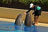 Dolphin Habitat at Mirage