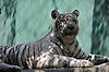 White Tiger (in Secret Garden)