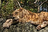 Timbavati White Lion (in Secret Garden)