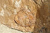 Fossil Dinosaur Bone (at Dinosaur Ridge)