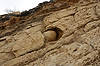 Concretion (at Dinosaur Ridge)