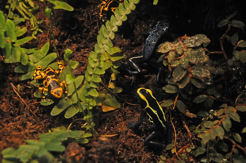 DSC_0732.jpg