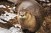 River Otter (Tennessee Aquarium)