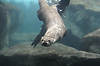 River Otter (Tennessee Aquarium)