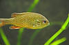 Dollar Sunfish (Tennessee Aquarium)