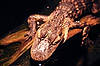 American Alligator (Tennessee Aquarium)