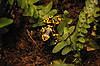 Poison Dart Frog (Tennessee Aquarium)