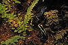 Poison Dart Frogs (Tennessee Aquarium)