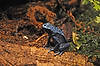 Poison Dart Frog (Tennessee Aquarium)