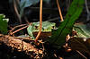 Giant Waxy Treefrog (Tennessee Aquarium)